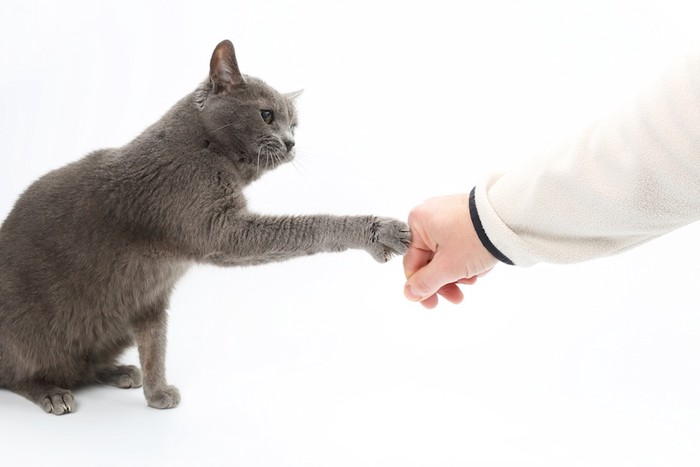 飼い主の手にタッチする猫