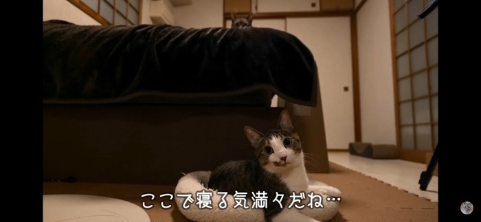 猫ベッド