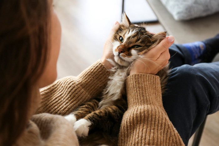 穏やかな表情でくつろぐ猫