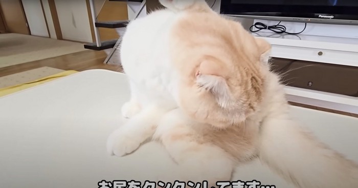 匂いを嗅ぐ猫