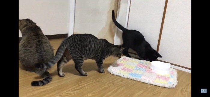 三匹の猫