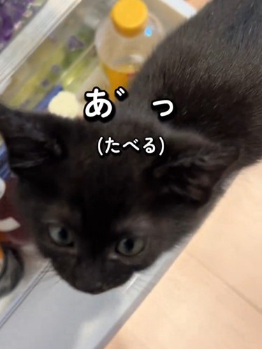 黒猫の顔