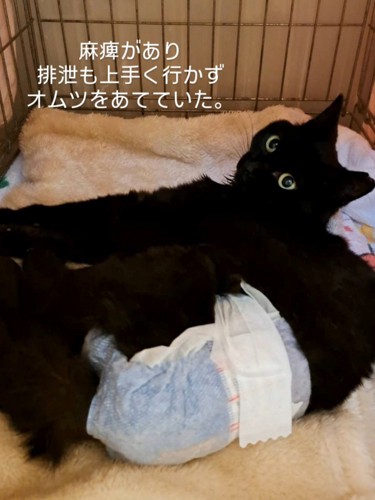オムツをしている猫
