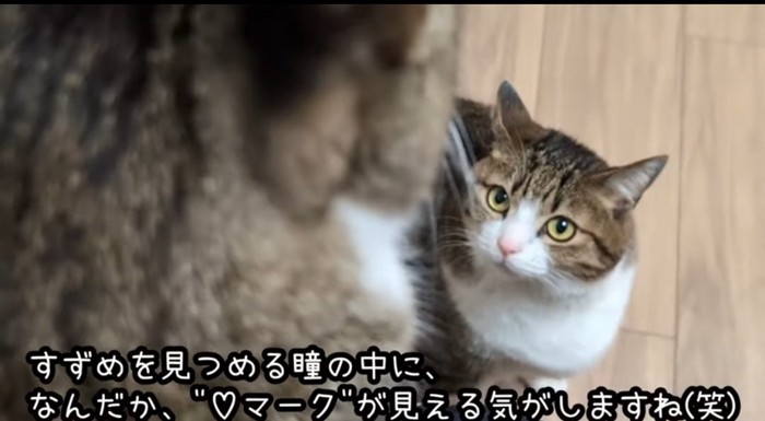 見つめる猫