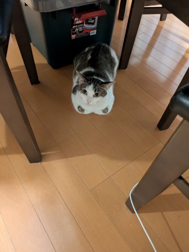 くつろぐ猫