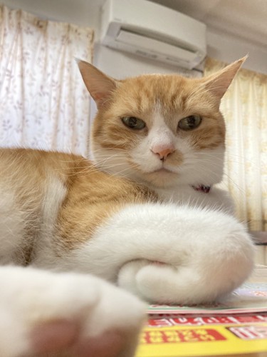 手を畳んでいるおかかちゃん