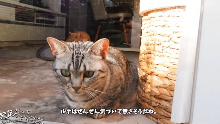 縞模様の短毛猫