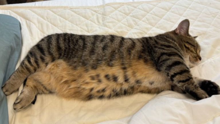 室内にいる猫
