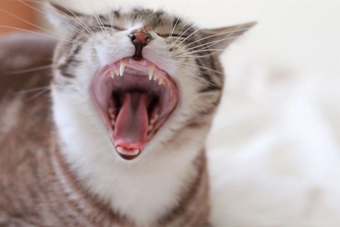 トラ猫の口の中