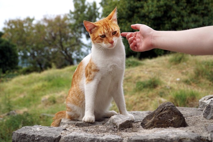 座る猫と人の手