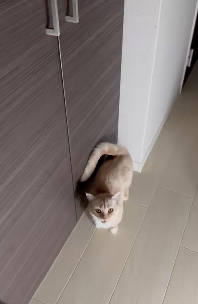 見上げる猫