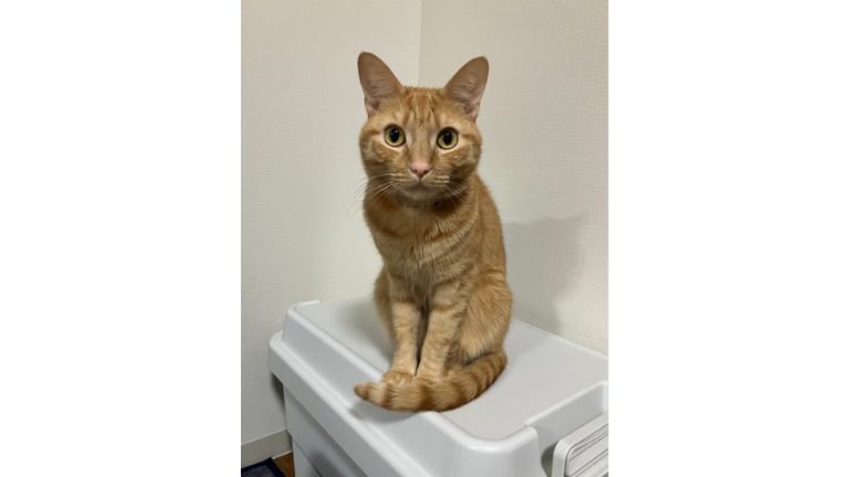 室内にいる猫