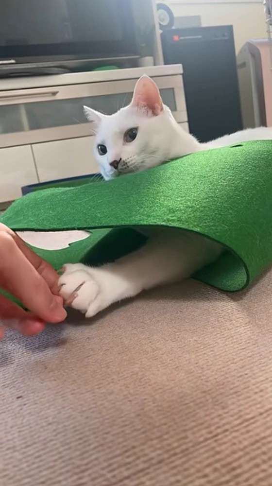 パターマットから出た猫の足と握手する飼い主さん