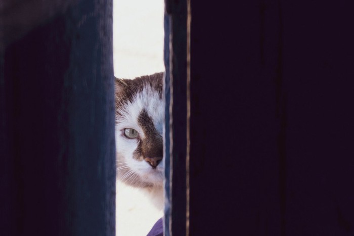 覗き見する猫