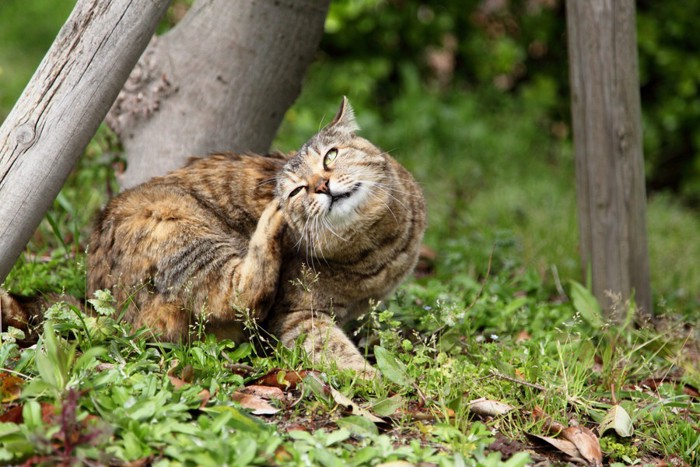 耳をかいている猫