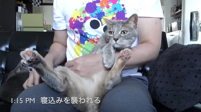 寝込みを襲われた猫