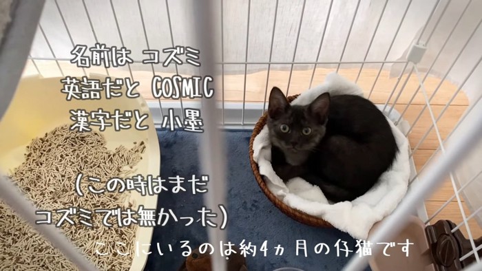 見上げる子猫