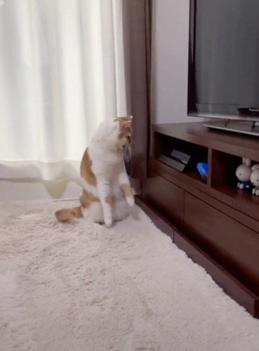 ディスクを取り出す猫