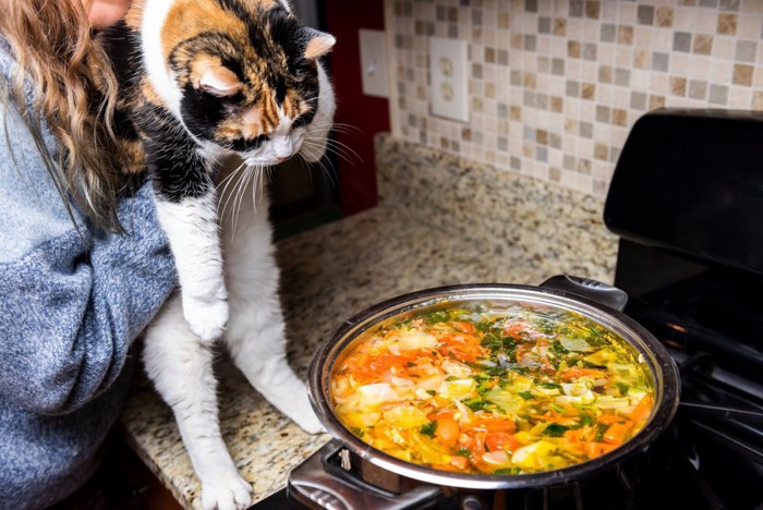 人間のご飯を狙う猫