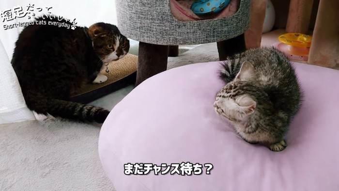 クッションに乗る子猫