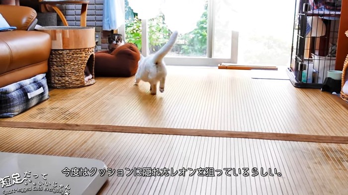 走る猫の後ろ姿