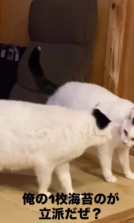2匹の白黒猫