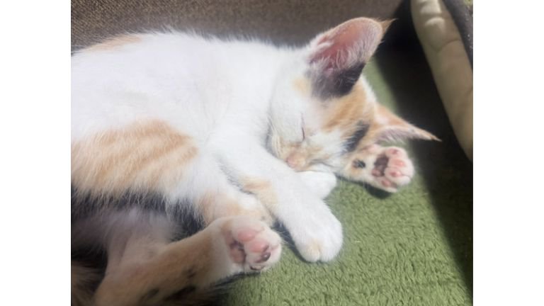 寝ている子猫