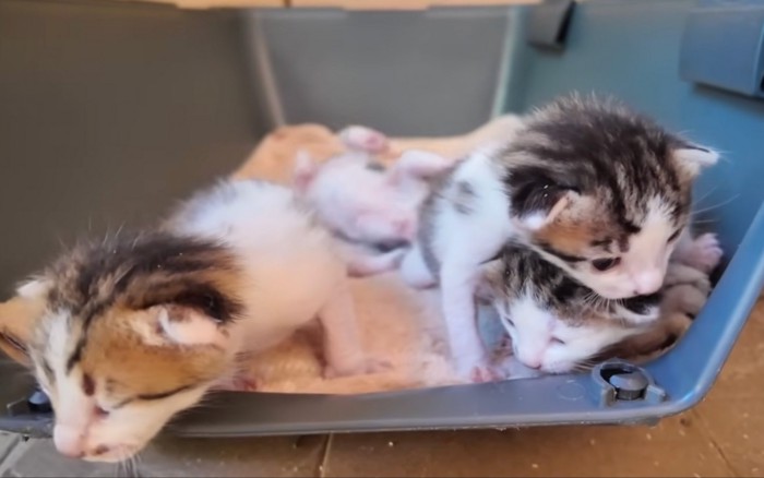 動きたい子猫