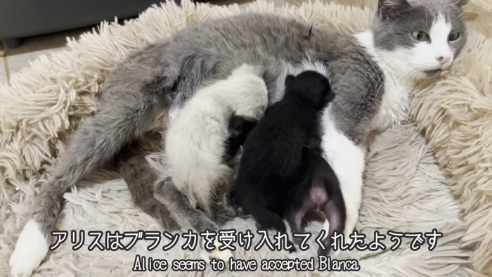 母猫の母乳を飲む子猫たち