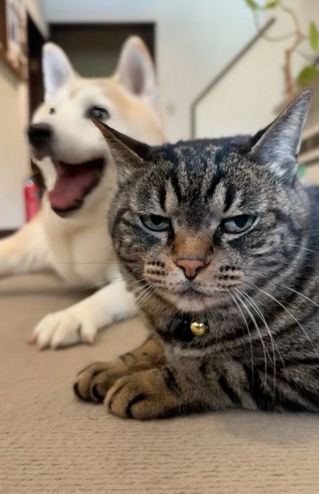 笑顔の犬と不機嫌そうな猫