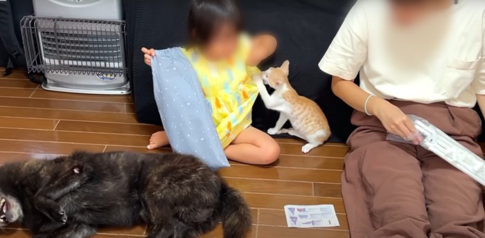 人間2人、犬、じゃれる猫