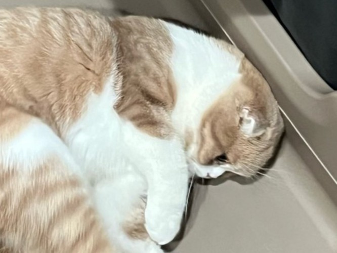 落ち着いた表情の猫