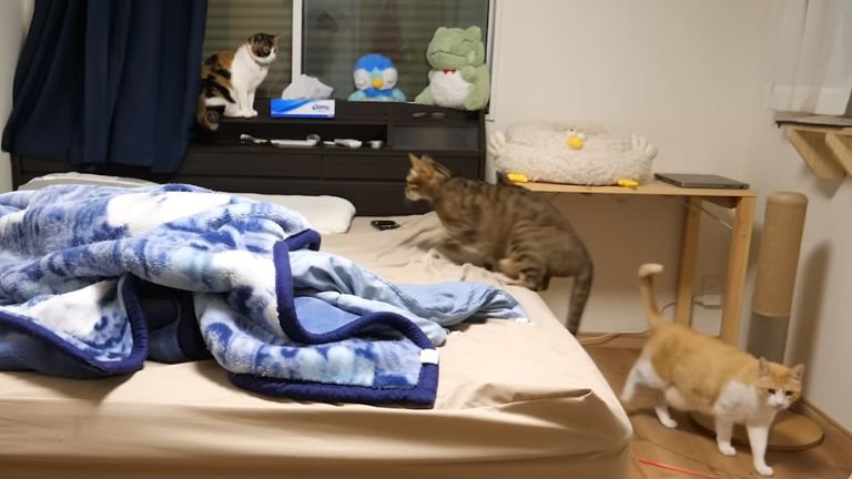 寝室に集まる猫