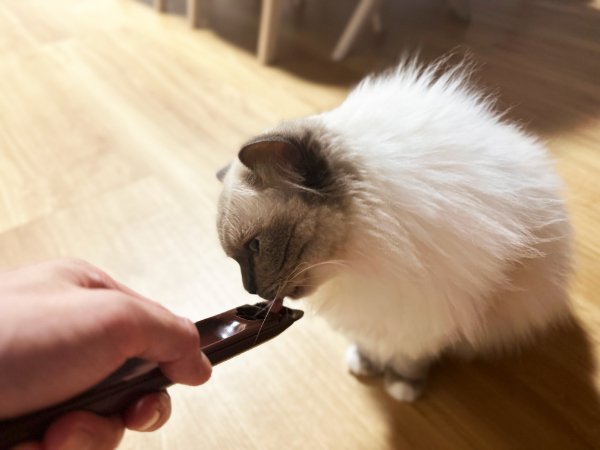 おやつを食べる猫