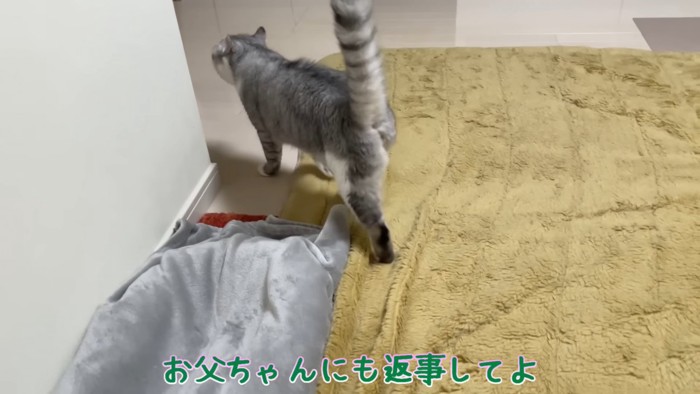 猫の後ろ姿