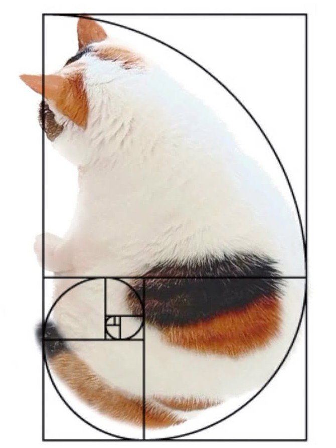 座る猫の後ろ姿