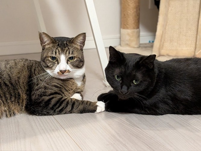 向かい合って寝そべるキジ白猫と黒猫