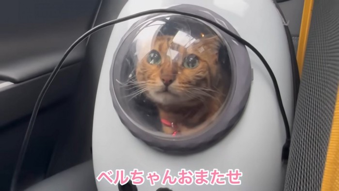 キャリーの中にいる猫