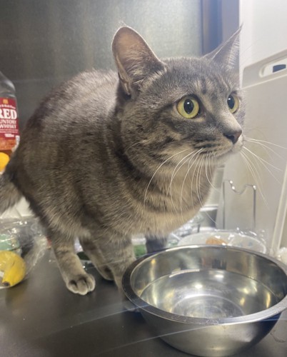 目が点になる猫