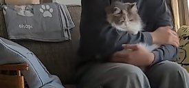 毛布と抱っこされている猫アップ