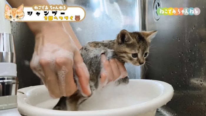 持ち上げられるキジトラ子猫