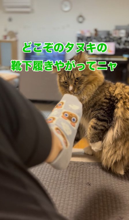 たぬきの靴下を見せてみる飼い主