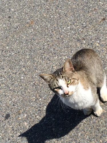 一匹の猫がカメラを向いている写真