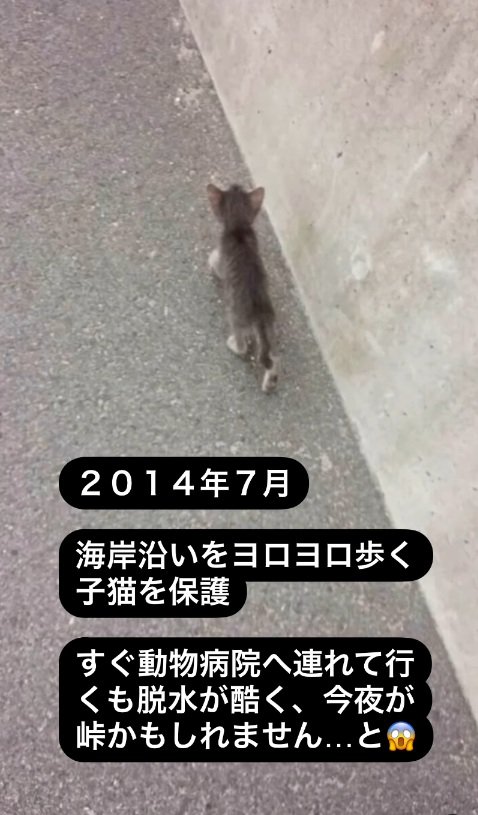 1匹で歩く子猫