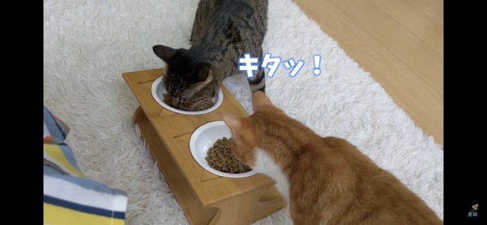 よしで食べる