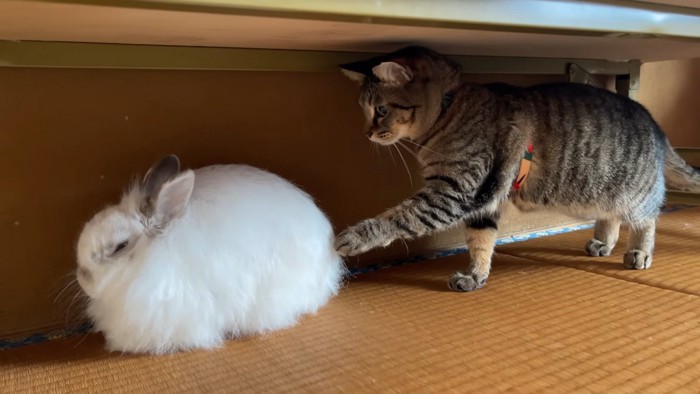 ウサギに触る猫