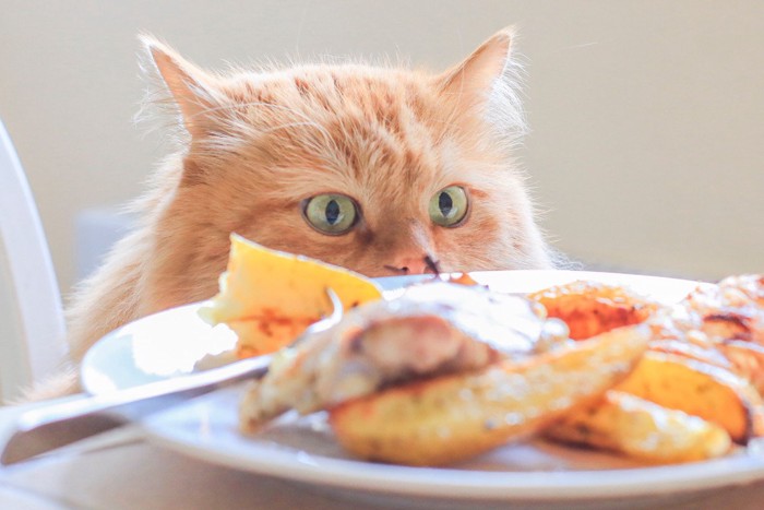 パンケーキが気になる猫