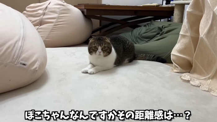 座る猫