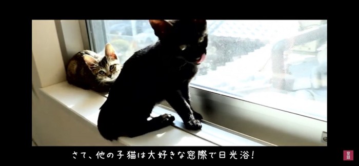 窓際で寛ぐ猫