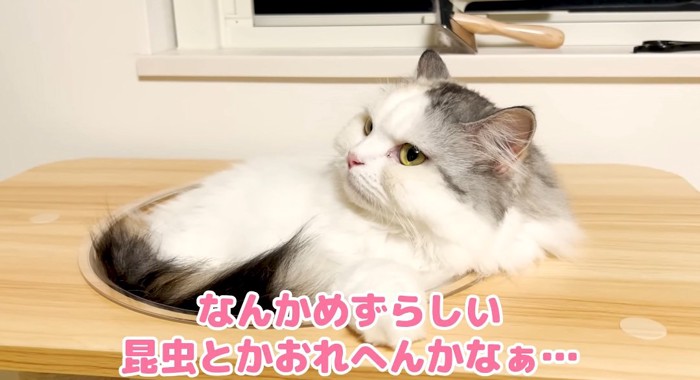 くつろぐ猫